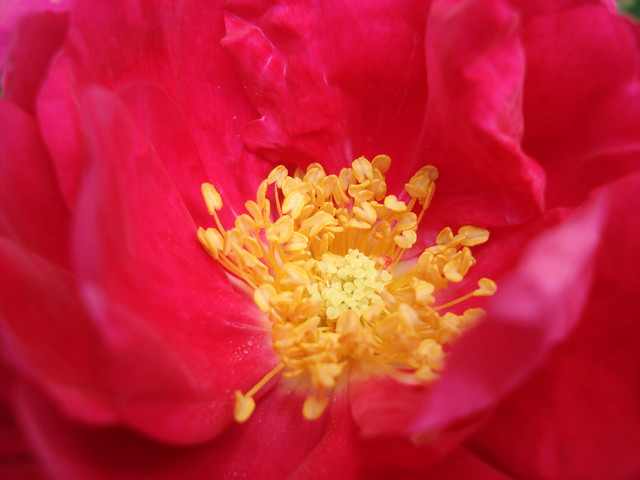 roza Henry Kelsey