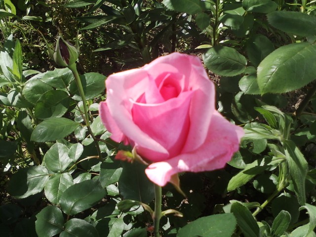 Róża mamuski :)