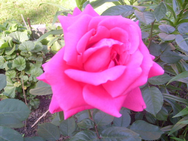 Róża mamuśki:)