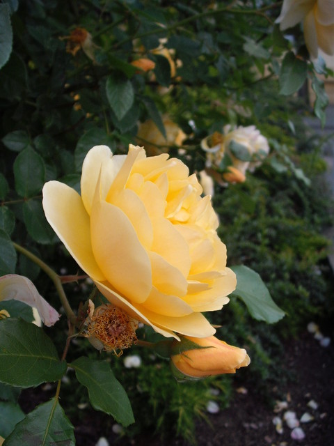 Róża pnąca