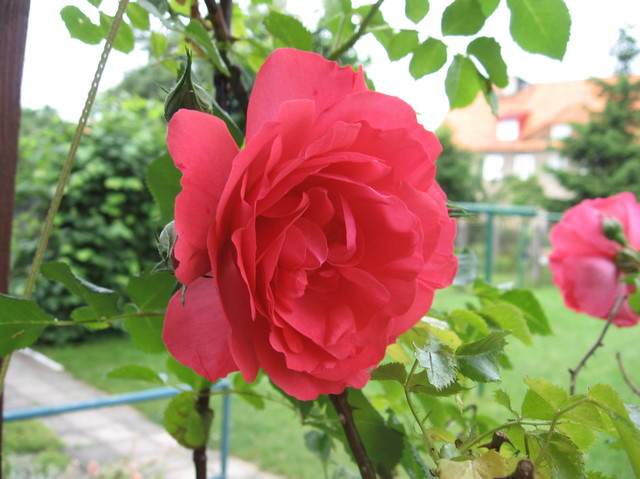 róża przy tarasie