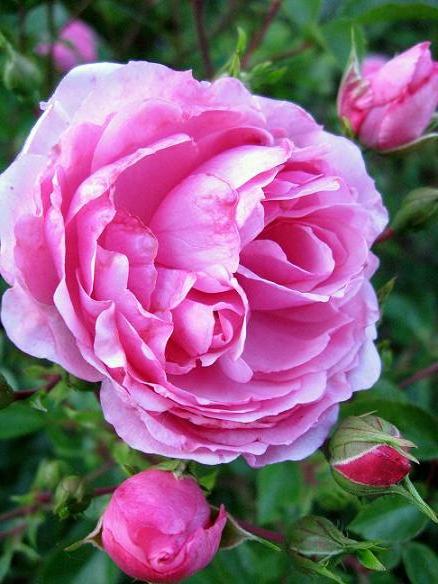 Róża (Rosa) ‘Lovely Fairy’...