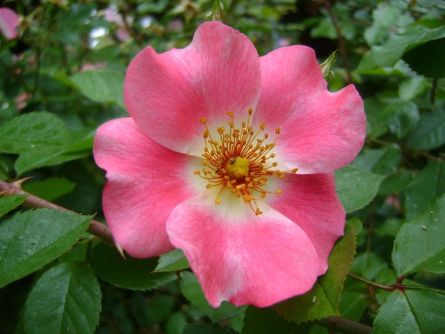 roza