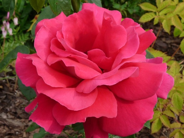 Różany ogród - tegoroczny