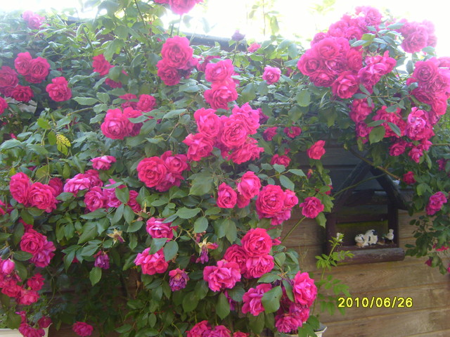 Roze w pelni kwitnienia
