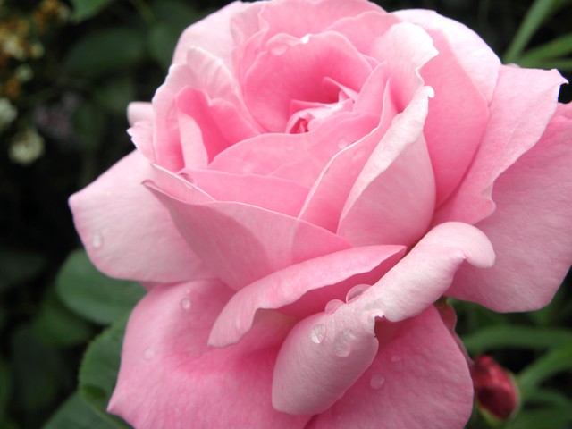 Różowa piękność.