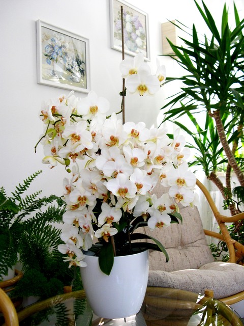 Storczyk Falenopsis z 122 kwiatkami