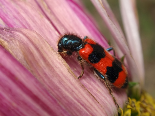 Barciel pszczołowiec /Trichodes apiarius/