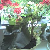 Begonia a za oknem werbena