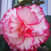 begonia biało-różowa :)