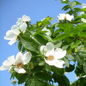 Biała róza