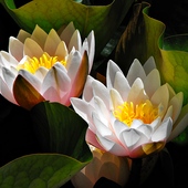 Białe lilie wodne