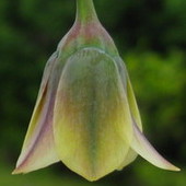 Czosnek sztyletowaty Allium siculum
