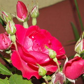 Dla Joasi (Arietki) Róża pnąca