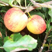 dwa jabłuszka