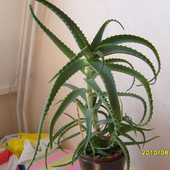 Dwuletni Aloes
