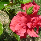 Hibiscus(portugalia)