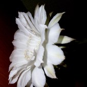 kaktus  Echinopsis