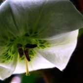 kwiat lampionika