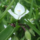 kwiat-motyl biały