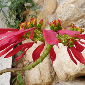 Kwiat Uszek(portugal