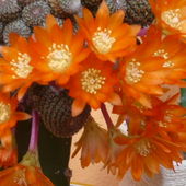 Kwitnący kaktusik