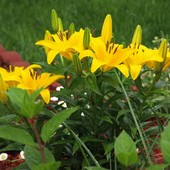 lilia - trzy kolory - żółty