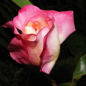 Moja najpiękniejsza Róża - dla Wszystkich Tatusiów:)