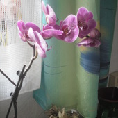  moja orchidea