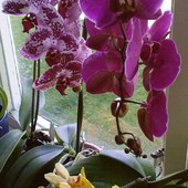 Orchidejki ....