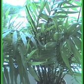 Palma chamedora - wytworna