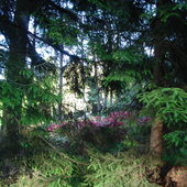 Park Rododendronow