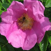 Pszczółka W  Róż