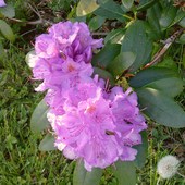 Rododendron  :)