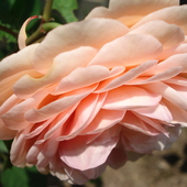 roza angielska