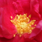 roza Henry Kelsey