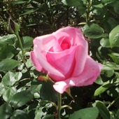 Róża Mamuski :)