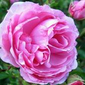 Róża (Rosa) ‘Lov