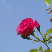 Róża w błękicie