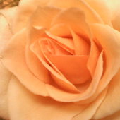 Róża z bukietu
