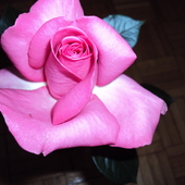 róża z mojej działki,pachnie bosko