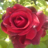 Róża