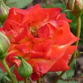Różany ogród - tegoroczny