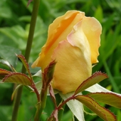 Różany Ogród - Te