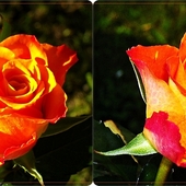Róże dla  dzisiejszych solenizantek