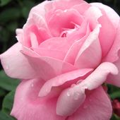 Różowa Piękność