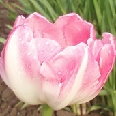 Tulipan pełny