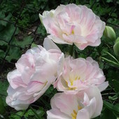 Tulipany (Angelique)