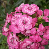 Wersja Pinki - Róż