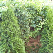 Zielone ogrodzenia